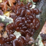 Exidia recisa image