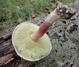 Caloboletus inedulis image