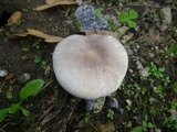 Leucoagaricus cinereolilacinus image