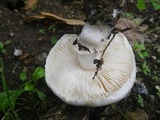 Leucoagaricus cinereolilacinus image
