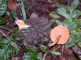 Hygrophoropsis aurantiaca image
