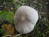Leucoagaricus cinereolilacinus image