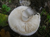Leucoagaricus cinereolilacinus image