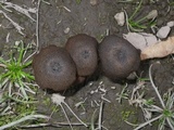 Entoloma mougeotii image