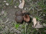 Entoloma mougeotii image