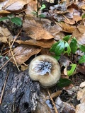 Hygrophorus fuligineus image