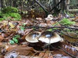 Hygrophorus fuligineus image