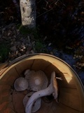 Hygrophorus fuligineus image