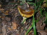 Amanita caesarea image
