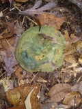 Lactarius chelidonium image