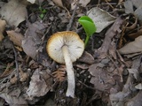 Lepiota grangei image