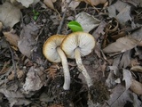 Lepiota grangei image