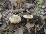 Lepiota grangei image
