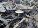 Lepiota grangei image