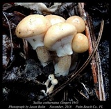 Suillus cothurnatus image