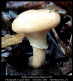 Suillus cothurnatus image