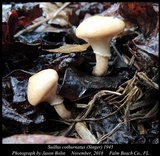 Suillus cothurnatus image