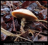 Suillus cothurnatus image