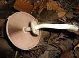 Agaricus placomyces image