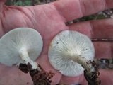 Clitocybe odora image