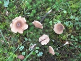 Entoloma conicum image