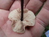 Entoloma conicum image
