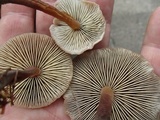 Macrocystidia cucumis image