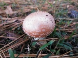 Amanita persicina image