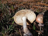 Amanita persicina image