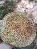 Suillus spraguei image