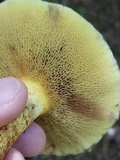 Suillus spraguei image