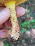 Suillus spraguei image