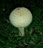 Amanita manicata image
