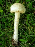 Amanita manicata image