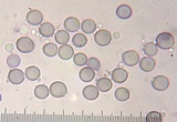 Amanita manicata image