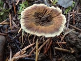 Coltricia perennis image