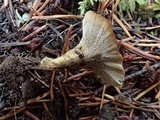 Coltricia perennis image
