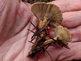 Coltricia perennis image