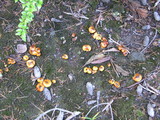 Hygrophorus boyeri image