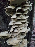 Bjerkandera adusta image