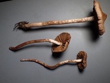 Cortinarius casimiri image