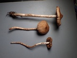 Cortinarius casimiri image