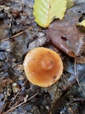 Phaeocollybia christinae image