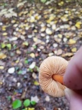 Phaeocollybia christinae image