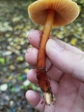 Phaeocollybia christinae image
