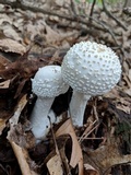Amanita abrupta image