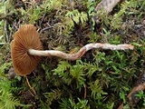 Cortinarius helvolus image