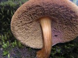 Austroboletus gracilis image
