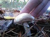 Agaricus vinosobrunneofumidus image