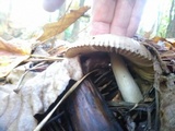 Amanita sect. Vaginatae image